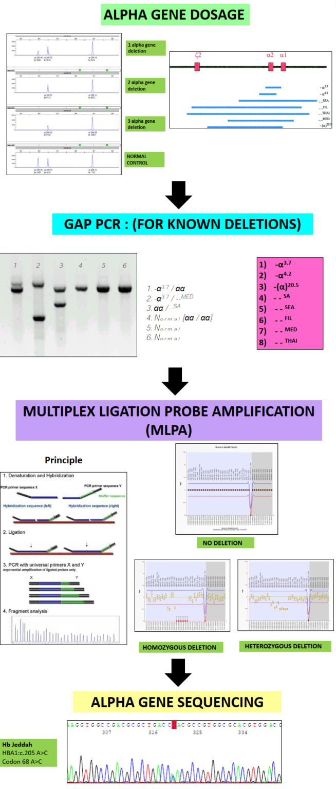 Alpha Thalassemia - CMC Haematology Molgen EQAS