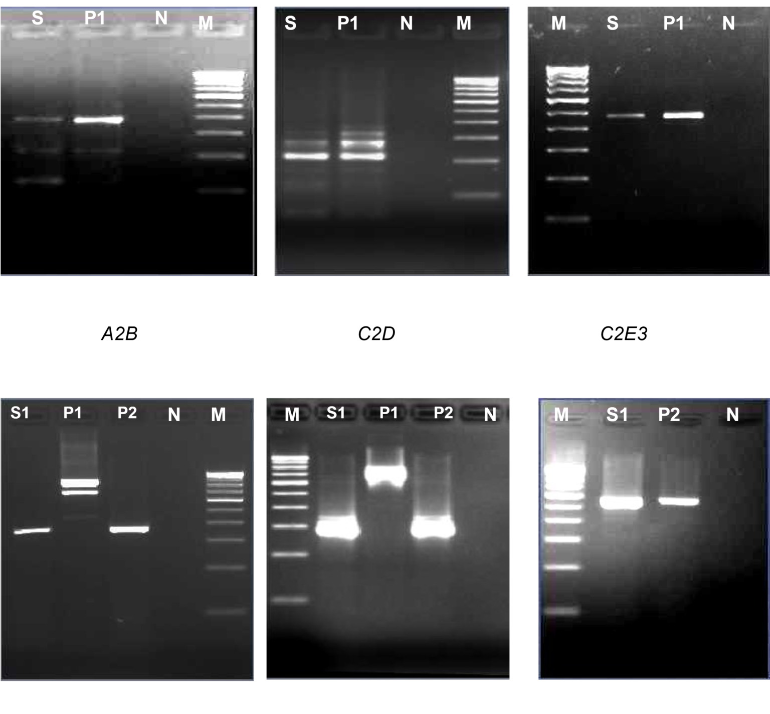 RT PCR BCR-ABL1/PML-RARA - CMC Haematology Molgen EQAS